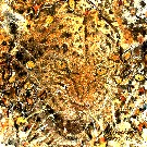 Thumb Verschwindender Leopard